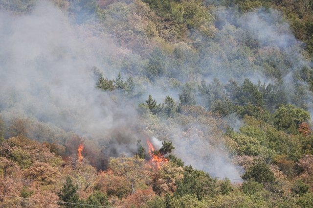 Спасатели локализовали крупный лесной пожар в Геленджике