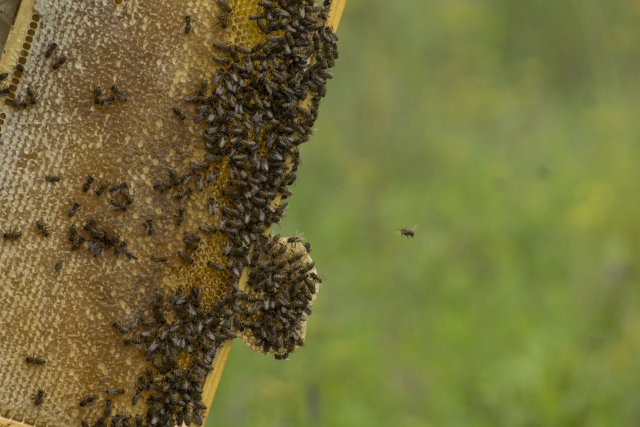 В Канаде ульи с 5 миллионами пчел выпали на дорогу из-за ДТП