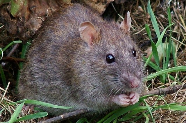 Daily Star: гигантские крысы захватили район британского города Скотстон