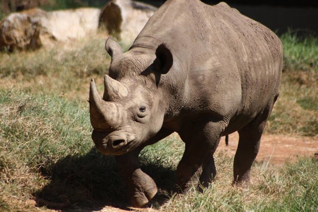 В Зальцбурге сотрудница зоопарка скончалась после нападения носорога