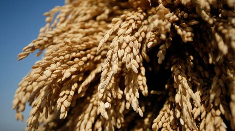 Рекордный урожай и низкие цены: Россия стала лидером на мировом рынке пшеницы