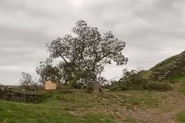 В Британии неизвестные срубили дерево Робин Гуда