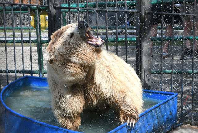 112: в Коми медведь-шатун набросился на бригаду лесозаготовщиков