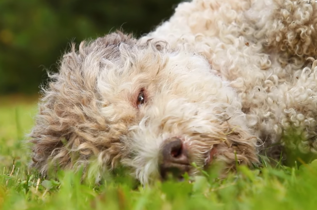 В Италии за месяц отравили более 30 собак-охотников на трюфели