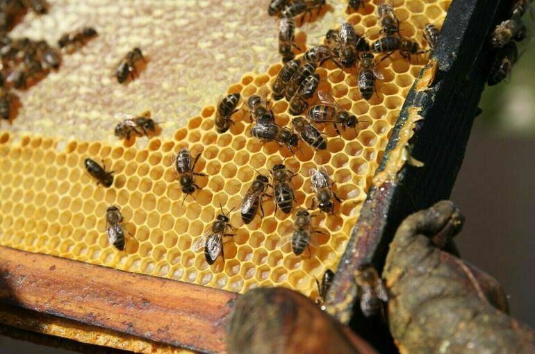 Кочевое пчеловодство предложили упростить