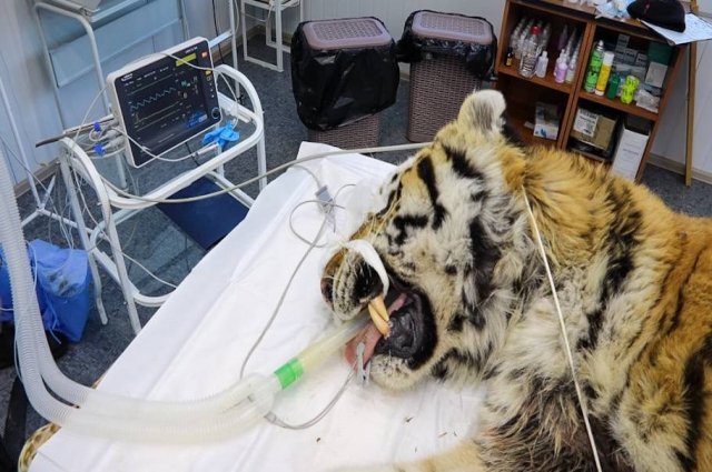 У нападавшего на собак в Приморье тигра нашли старое огнестрельное ранение