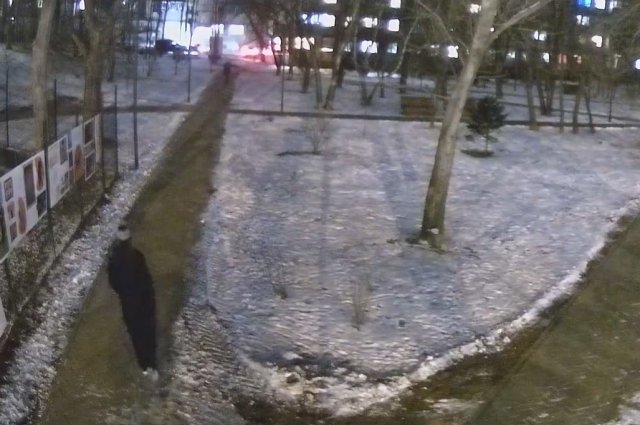 Во Владивостоке разыскивают мужчину, спилившего в сквере верхушку пихты