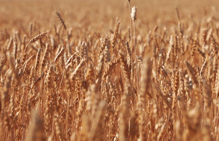 Минсельхоз РФ сообщил о сборе в 2023 г. 147 млн т зерна с учетом новых регионов