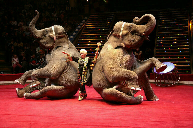 «Новые люди» предложили запретить использовать животных в цирках