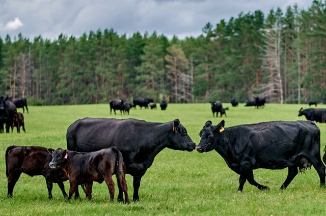 В Великом Новгороде фермера осудят за издевательство над коровами