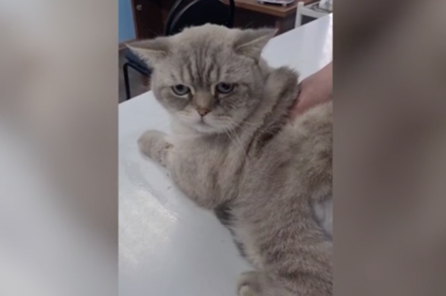 Кот по кличке Арчи спас хозяйку от обстрела в Белгороде