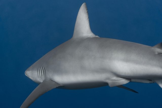 На Мальдивах акула напала на туриста из России