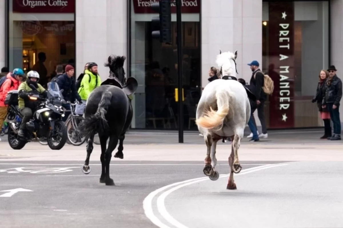 В Лондоне 5 лошадей Дворцовой кавалерии сбросили с себя наездников