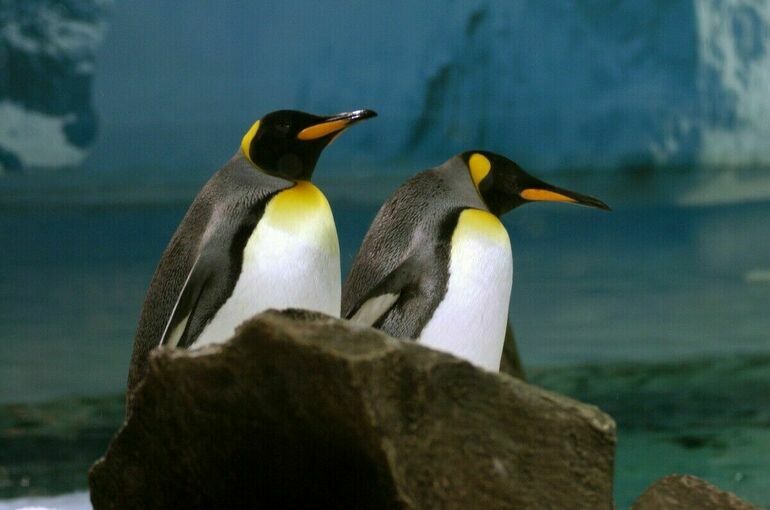 Во всем мире 25 апреля празднуется День пингвинов