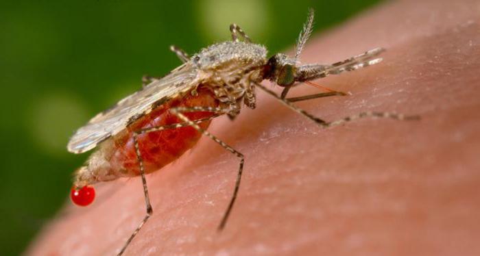 В России зафиксирован первый случай смерти от малярии