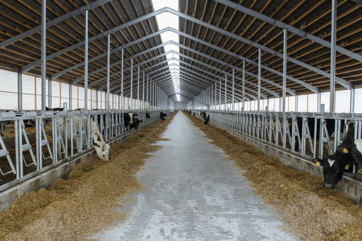 В Воронежской области открылся молочный комплекс на 2800 голов дойного стада