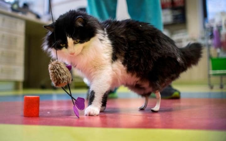Благодаря инновационным методам хирургии, лишившаяся задних лап кошка получила биомеханические лапы-протезы