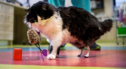 Благодаря инновационным методам хирургии, лишившаяся задних лап кошка получила биомеханические лапы-протезы