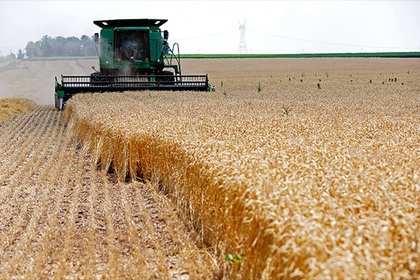Россия побила рекорд по экспорту пшеницы