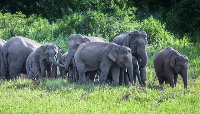 В Танзании сорок слонов вытоптали пять деревень и 40 гектаров полей