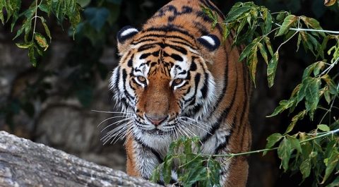 В зоопарке Калининграда амурский тигр Тайфун напал на человека