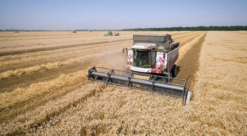 Рекордный урожай пшеницы в России назвали угрозой для США