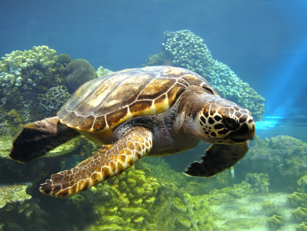 Американские полицейские спасли черепаху из "моря" кокаина