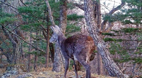 Редчайший саблезубый олень попал в фотоловушку в Приморье