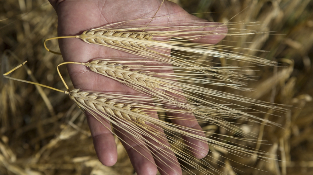 Китай снял многомесячный запрет на ввоз российской пшеницы