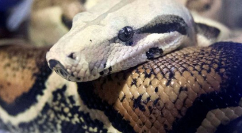 Уникальная двуглавая змея была найдена в США