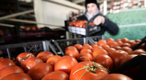 Россия рассмотрит возможность запрета поставок томатов из Белоруссии