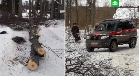Спиленное дерево убило семилетнюю девочку в Новгородской области