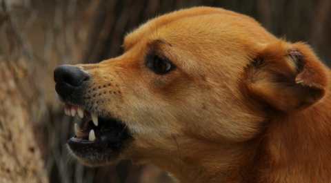 Стая голодных собак насмерть загрызла 19-летнего парня в Подмосковье