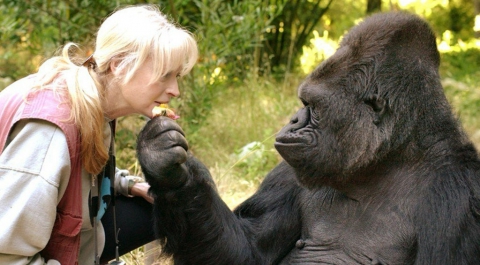 В Сан-Франциско умерла единственная "говорящая" горилла Коко