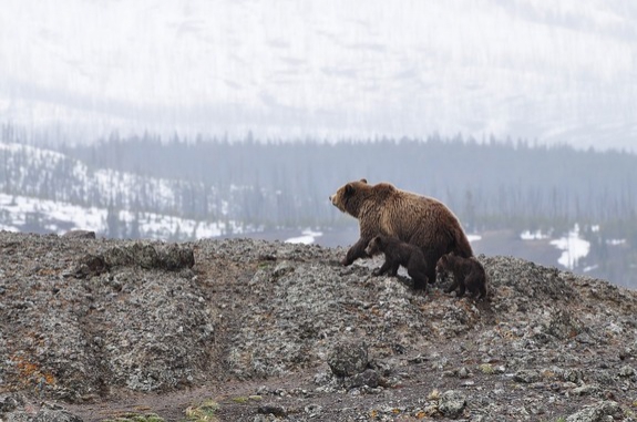 Полиция заинтересовалась охотой губернатора Иркутской области на спящего медведя