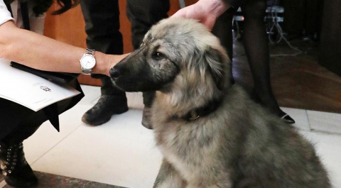 Вучич подарил Путину щенка по кличке Паша