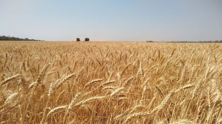 Сирия закупила у России 200 тысяч тонн пшеницы