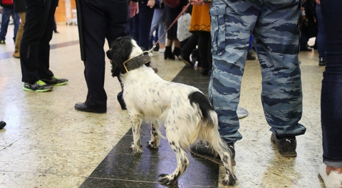 Сотрудника посольства США задержали с миной в аэропорту «Шереметьево»