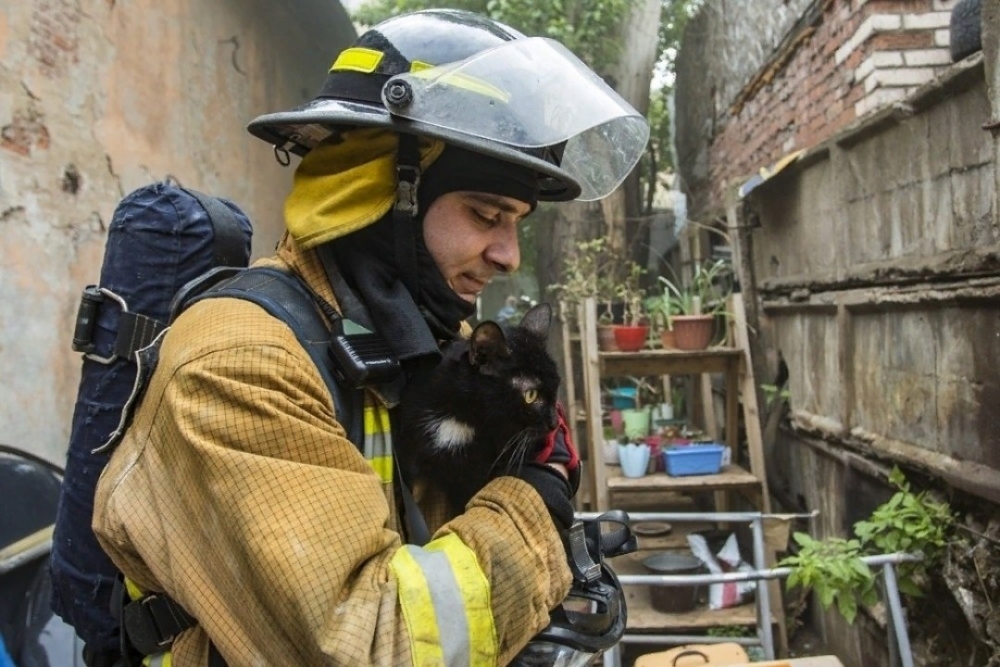 В приюте для животных «Брошенный ангел» на Кожевенной произошел пожар — спасти удалось 300 кошек и 7 собак