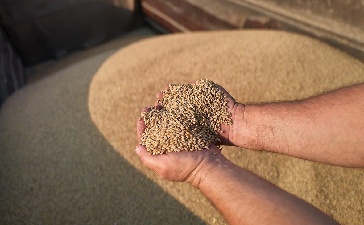 В Польше заявили, что не позволят «завалить себя» украинским зерном
