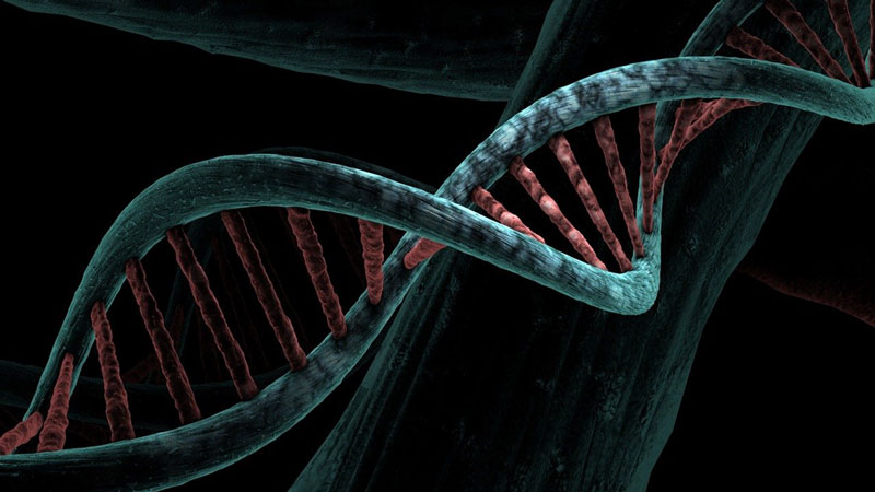 Китайские учёные представили базу для создания универсальных компьютеров на ДНК