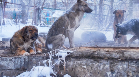 В Красноярске СК проверит нападение стаи собак на ребенка