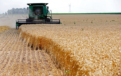 Россия побила рекорд по экспорту пшеницы