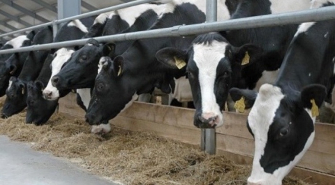 Животноводческой комплекс на 1200 голов дойного стада введен в эксплуатацию в Нижегородской области
