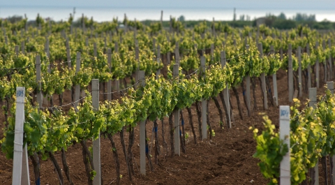 Через 5 лет площадь виноградников в России увеличится вдвое