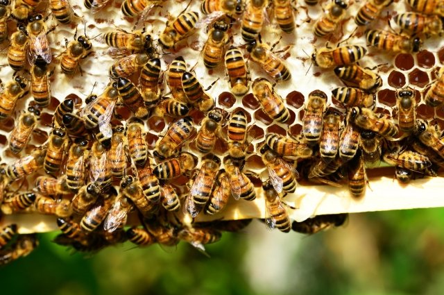 В Нижегородской области пчелы покусали отдыхающих в санатории