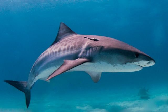 В Приморье отдыхающие поймали акулу рядом с туристической базой