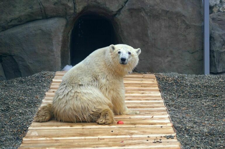 Белый медведь Диксон умер в Московском зоопарке