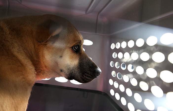 Парламент Южной Кореи запретил продавать мясо собак