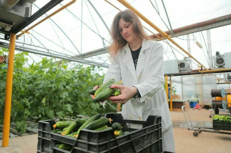 В РФ начали растить урожай с помощью ИИ и цифровых платформ